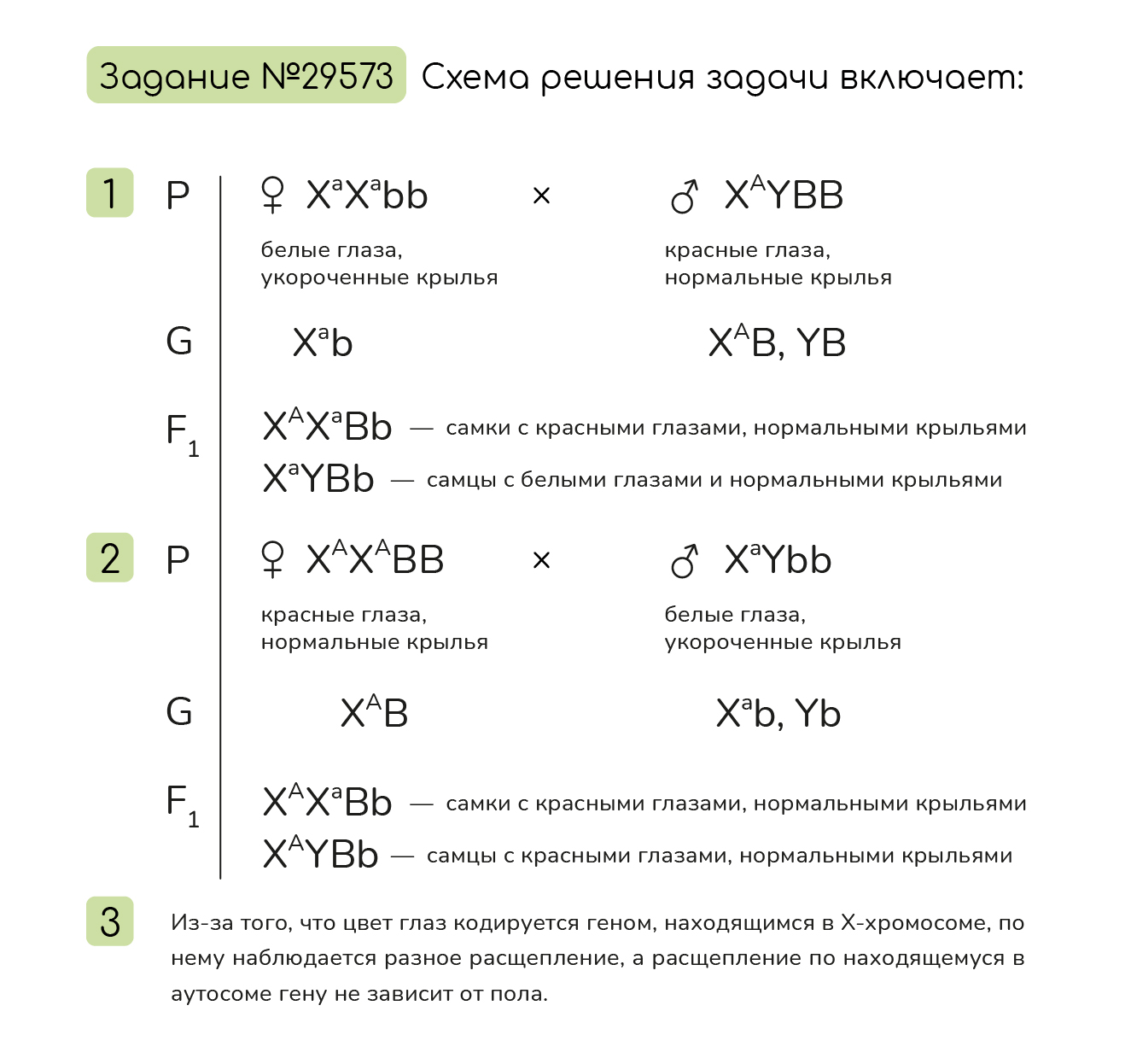 Задание №29573: У дрозофил цвет глаз определяется геном, находящимся в  Х-хромосоме (красный цвет глаз доминирует над белым). Ген, отвечающий за  форму крыльев, находится в аутосоме (нормальная форма крыльев доминирует...  — NeoFamily