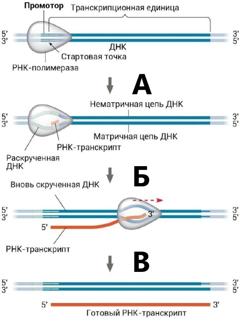 Задание №6410: Рассмотрите рисунок, иллюстрирующий стадии транскрипции.  Назовите стадии, обозначенные буквами А-В и опишите процессы, которые  происходят на этих стадиях. Ответ поясните. — NeoFamily