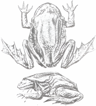 Рисунок