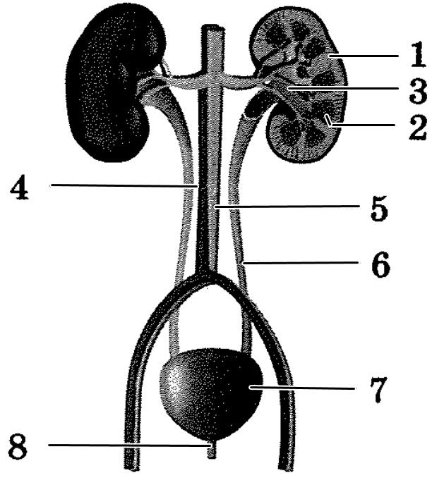 Почечный тест. Структуры почечного синуса уплотнены. Строение почки человека ОГЭ биология. Что обозначено на рисунке цифрой 3.