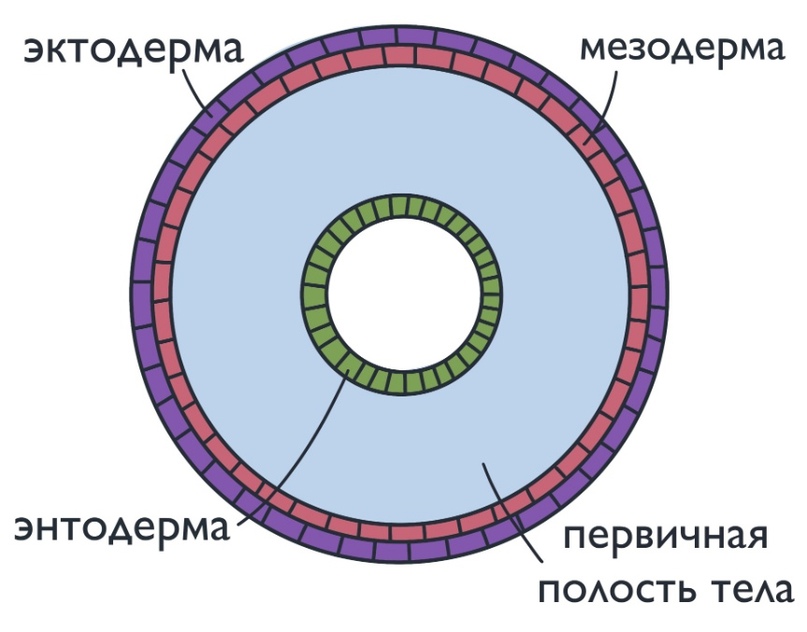 ЗООЛОГИЯ: Тип Круглые черви, изображение №2