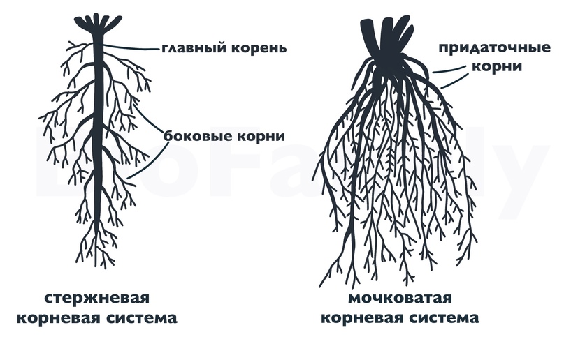 БОТАНИКА: Органы растений, изображение №2