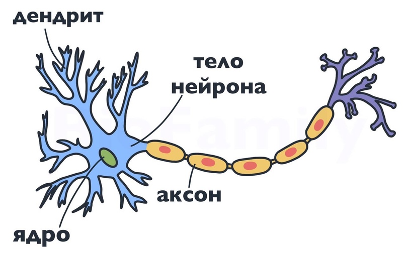 АНАТОМИЯ: Ткани, изображение №3