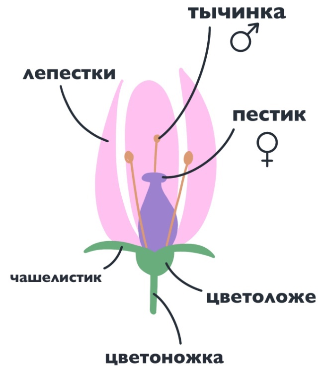 Стадии жизненного цикла растений и их характеристика