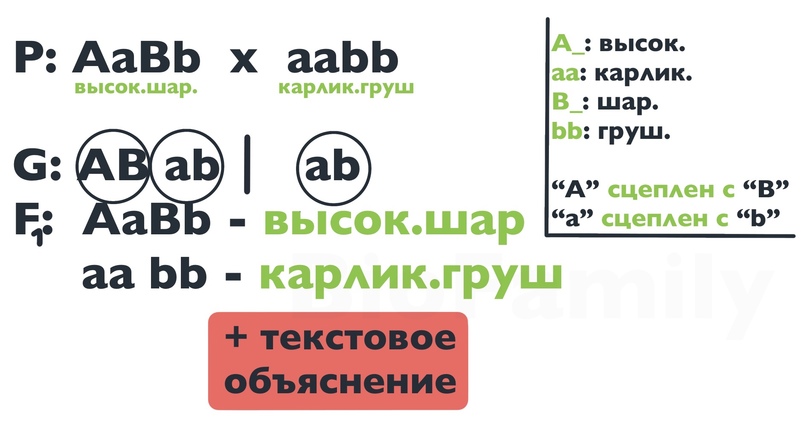 ГЕНЕТИКА: Сцепление генов, изображение №4