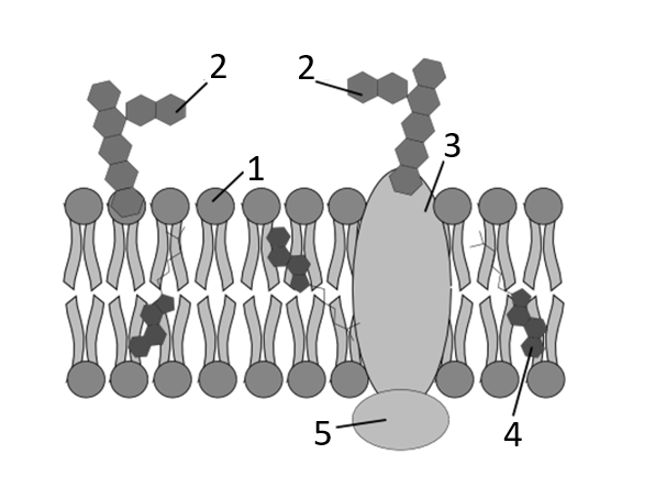 Задание №12484: Каким номером на рисунке плазматической мембраны ...