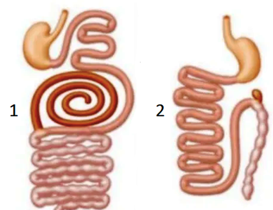 Задание №18157: На рисунках 1 и 2 изображено строение пищеварительной ...