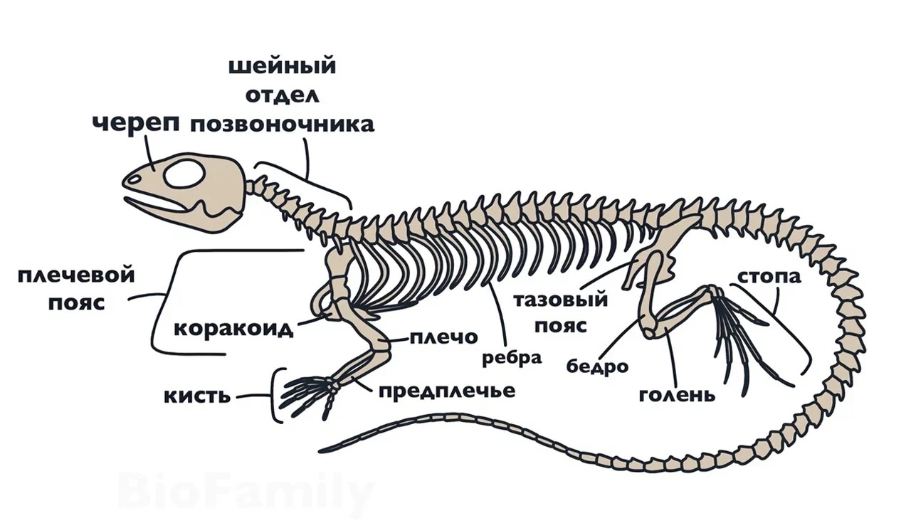 Рисунок скелет пресмыкающихся. Скелет пресмыкающихся грудная клетка. Строение скелета пресмыкающихся. Скелет рептилий схема. Осевой скелет рептилий.