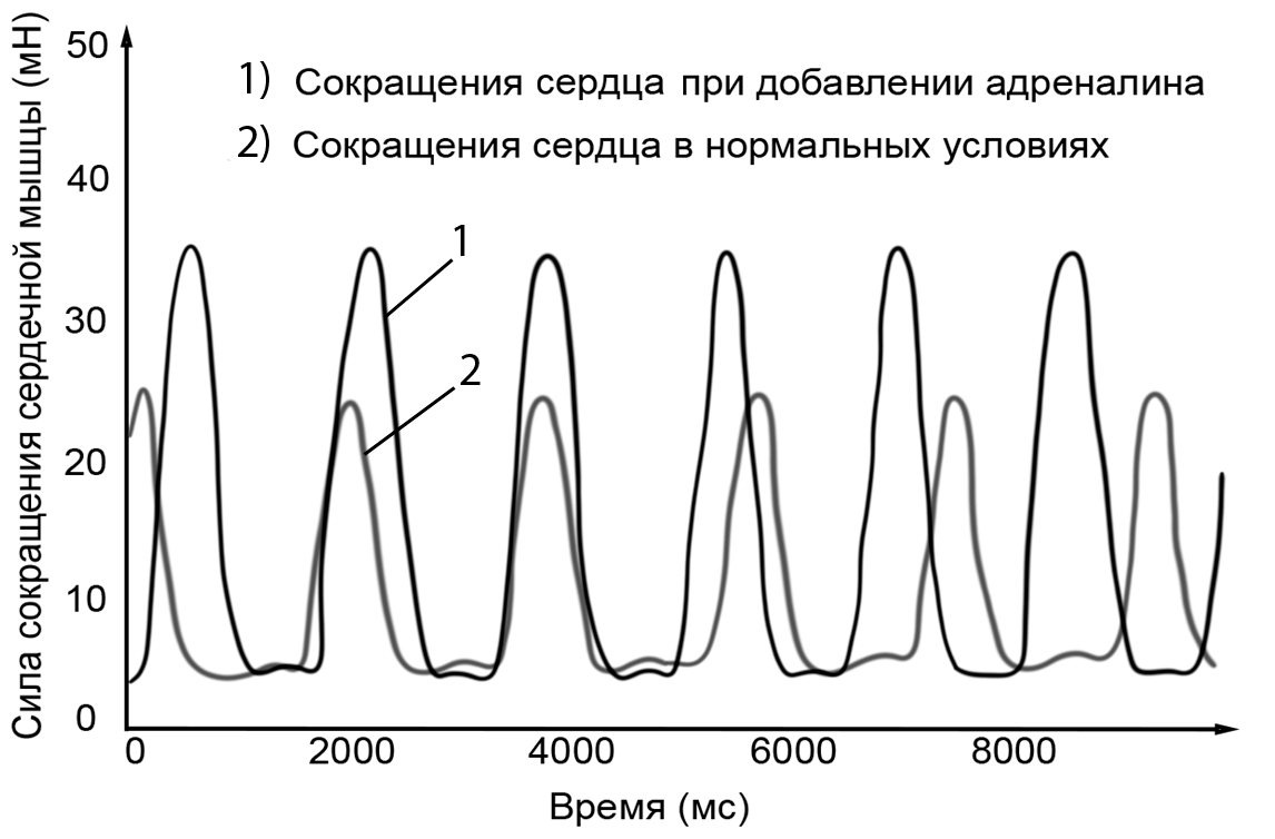 Задание №10652: Экспериментатор поместил сердце травяной лягушки (Rana  temporaria) в физиологический раствор и зарегистрировал силу сокращения  сердечной мышцы. Затем это же сердце лягушки он поместил в раствор  адрена... — NeoFamily