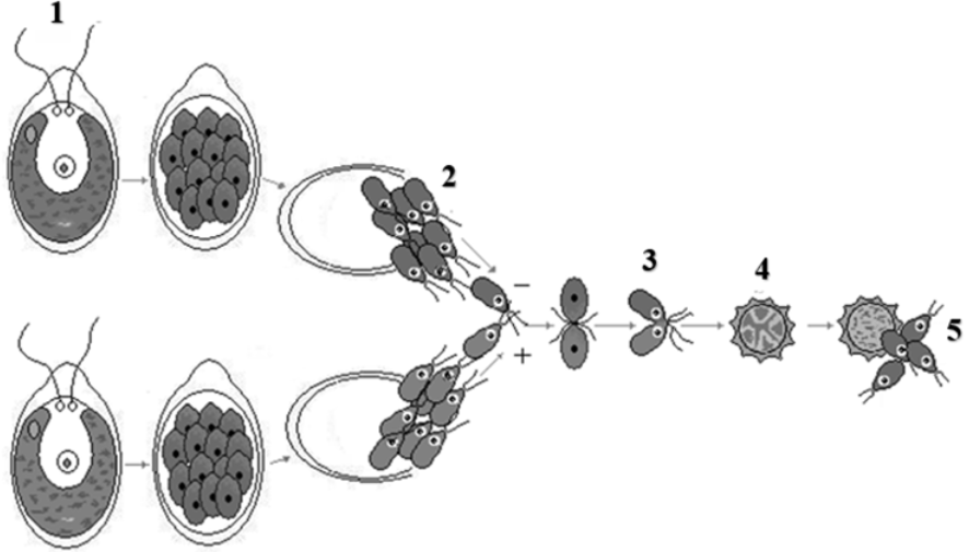 На Фотографии Изображен Процесс Бесполого Размножения Хламидомонады