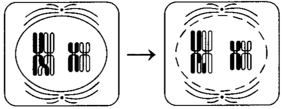 Задание №10125: Назовите тип и фазу деления изображённых на рисунке ...