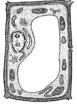 растительная клетка