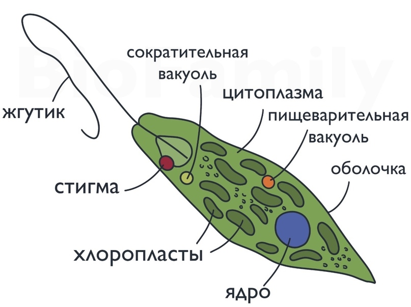 Инфузория туфелька малое ядро эвглена зеленая. Клеточная стенка эвглены. Стигма у эвглены зеленой. Строение эвглены зеленой без подписей. Эвглена клеточный рот.