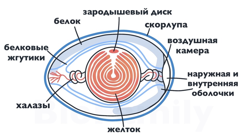 Строение яйца человека