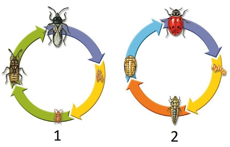 Задание №13698: Каким номером на рисунке обозначен тип развития ...
