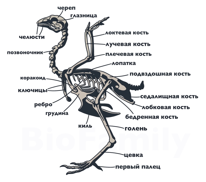 ХОРДОВЫЕ: Птицы, изображение №4