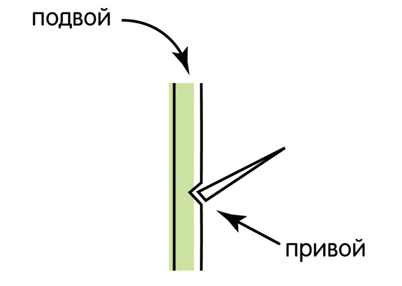 Почему метод культуры тканей относят к вегетативному размножению? - Универ soloBY