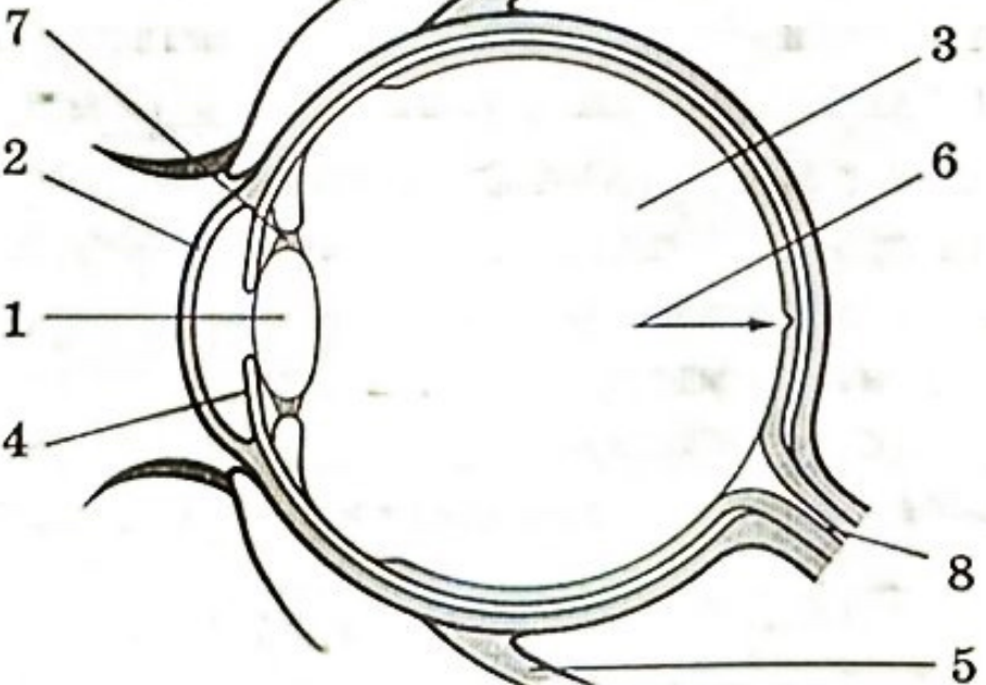Какие структуры глаза обозначены буквами на рисунке. Строение глаза собаки. Какой цифрой на рисунке обозначен зрительный нерв.