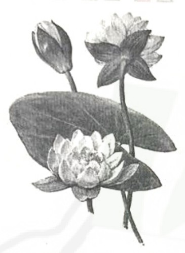 Рисунок