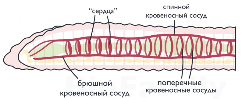 ЗООЛОГИЯ: Тип Кольчатые черви, изображение №3