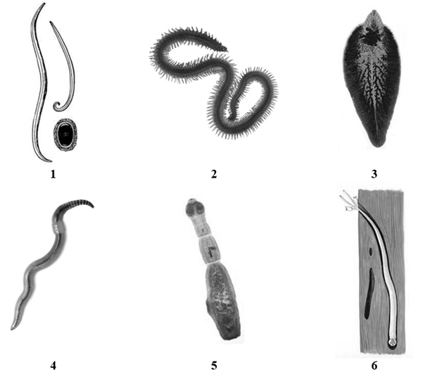Задание №12708: Установите соответствие между характеристиками и ...