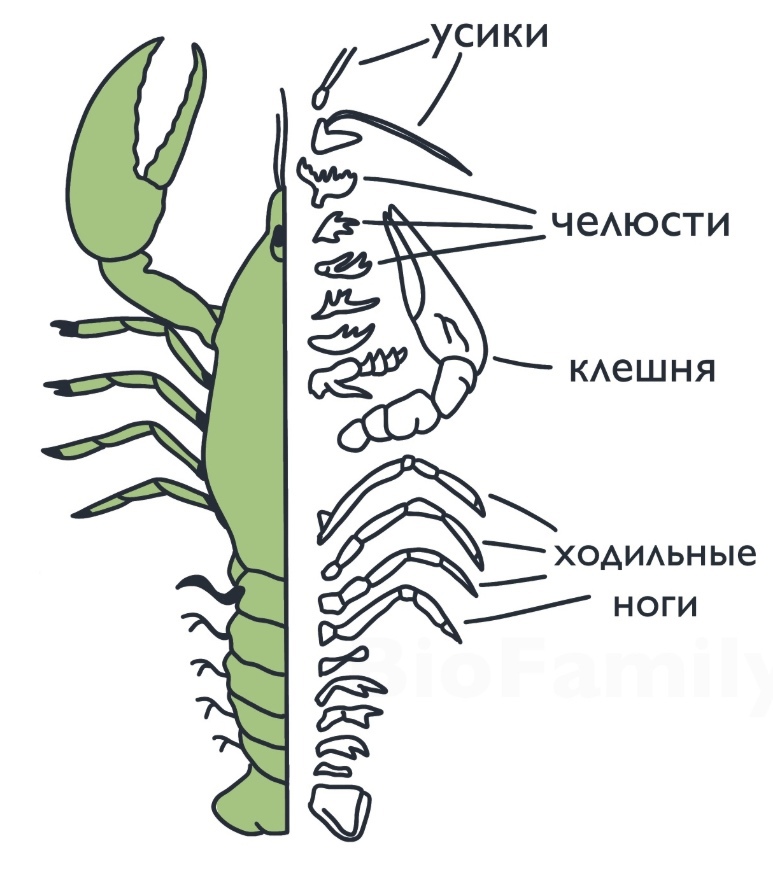 ЗООЛОГИЯ: Тип Членистоногие, изображение №11