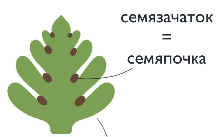 женская шишка