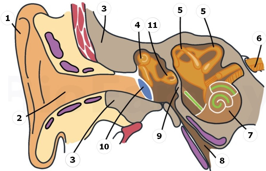Задание №14728: Выберите три верно обозначенные подписи к рисунку, на ...