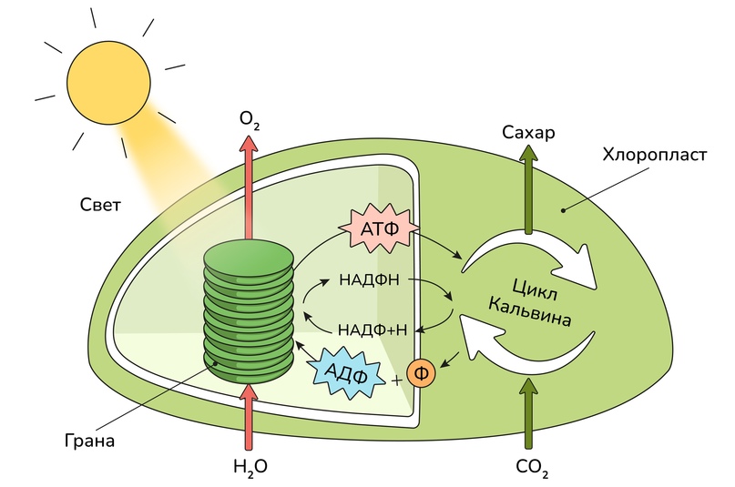 Клеточное дыхание фотосинтез