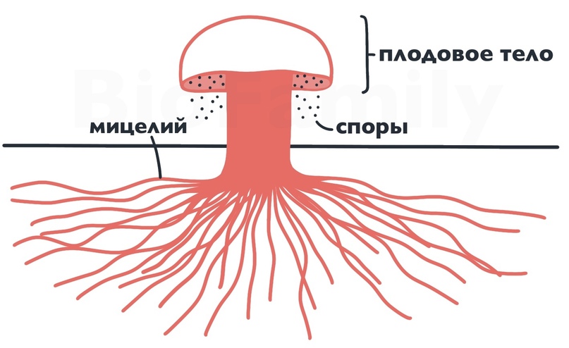 строение шляпочного гриба