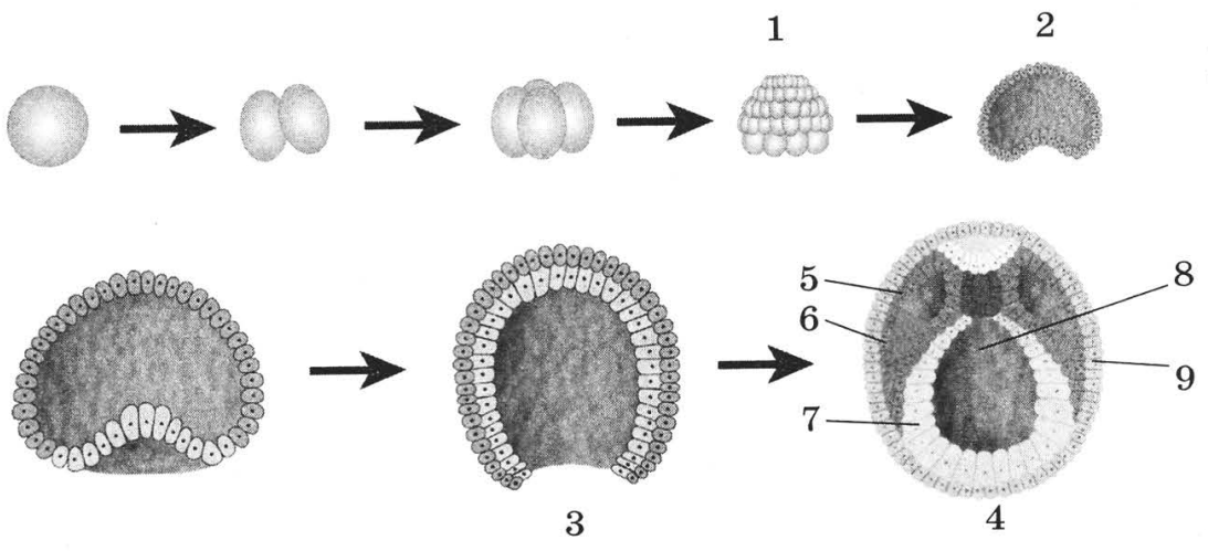 Задание №9663: Каким номером на схеме эмбриогенеза обозначена вторичная ...