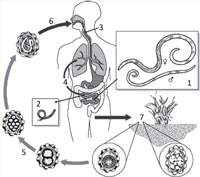 Жизненный цикл аскариды кишечной. Жизненный цикл аскариды схема ЕГЭ.