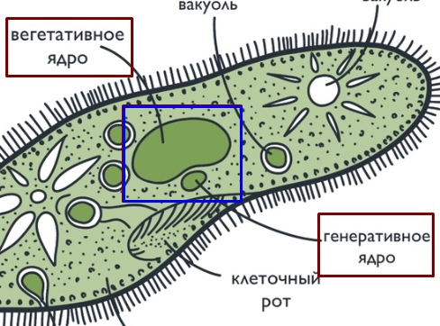 ЗООЛОГИЯ: Подцарство Простейшие, изображение №9