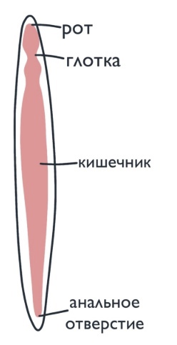 Почему рот похож на анус? | Пикабу