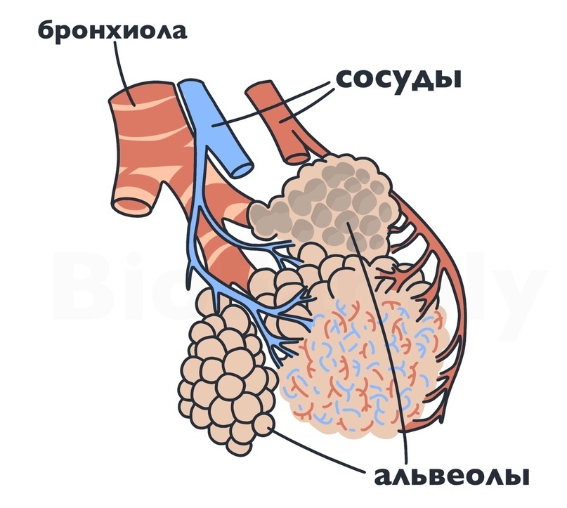 АНАТОМИЯ: Дыхательная система, изображение №7