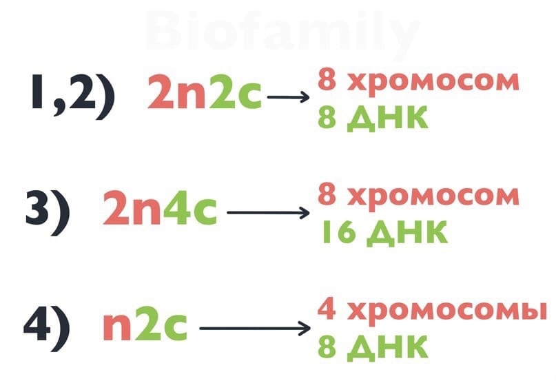 Образование половых клеток и оплодотворение