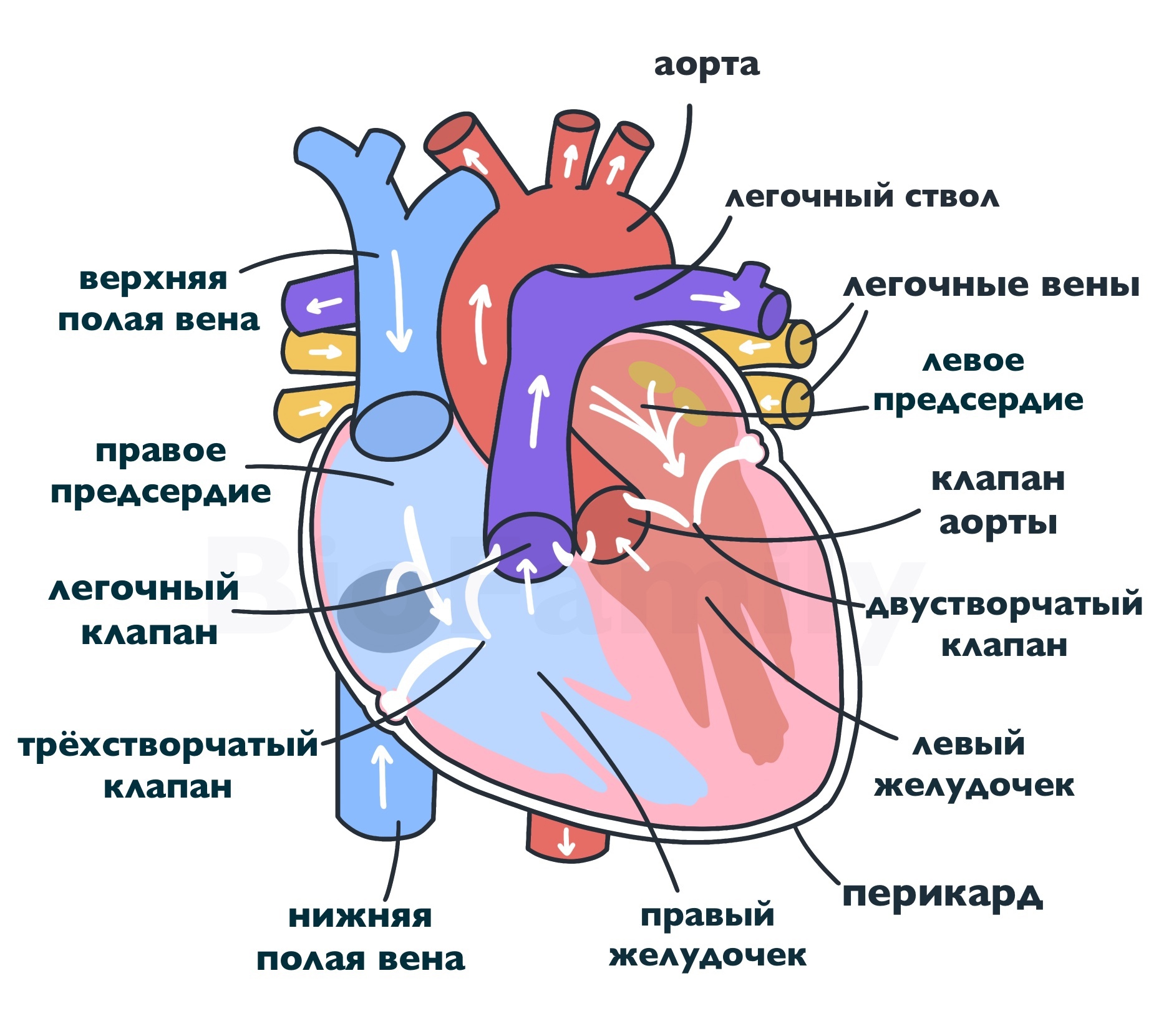 Отделы сердца схема. Строение сердца человека схема. Строение человеческого сердца схема. Схема внутреннего строения сердца. Строение сердца желудочки предсердия.