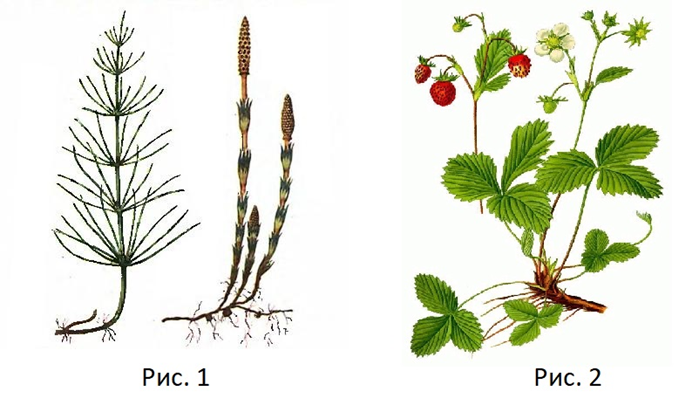 Задание №18149: Рассмотрите растения, изображенные на рисунках 1 и 2 ...