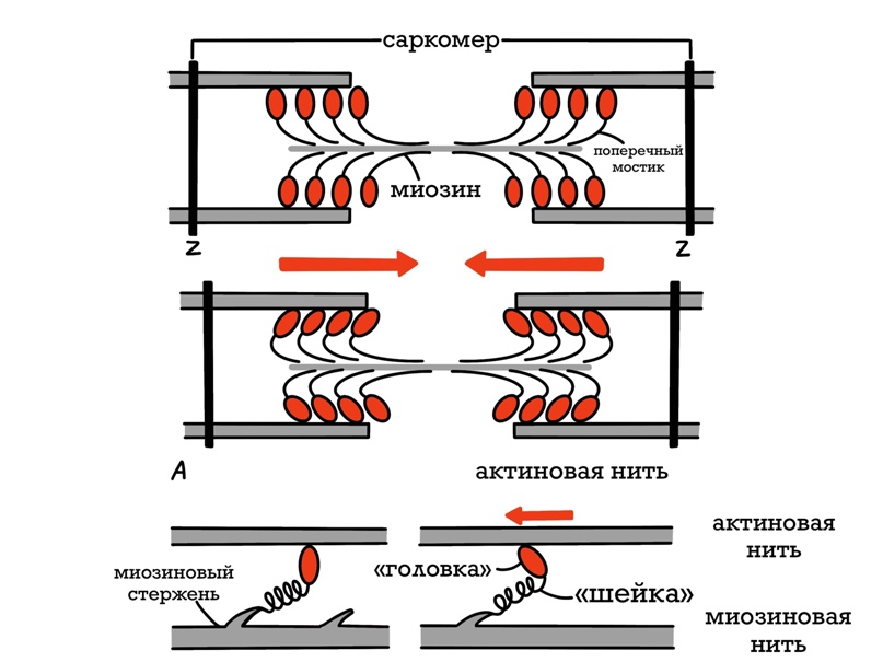 механизм сокращения мышцы