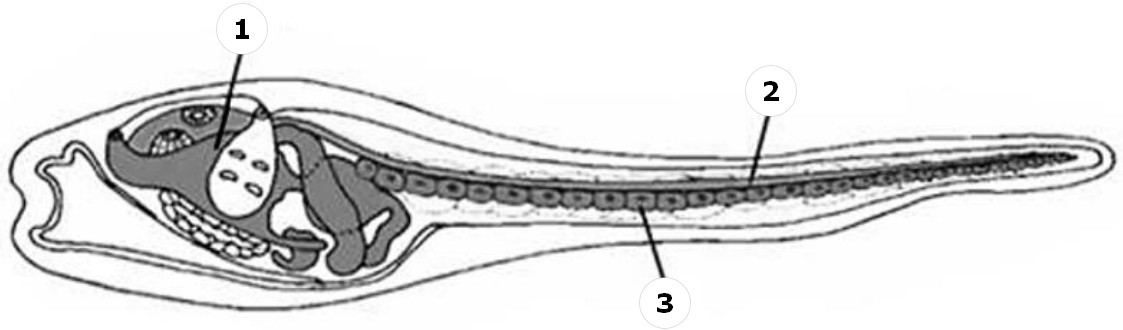 Задание №52616: На рисунке изображена личинка асцидии. Цифрами 1-3 ...