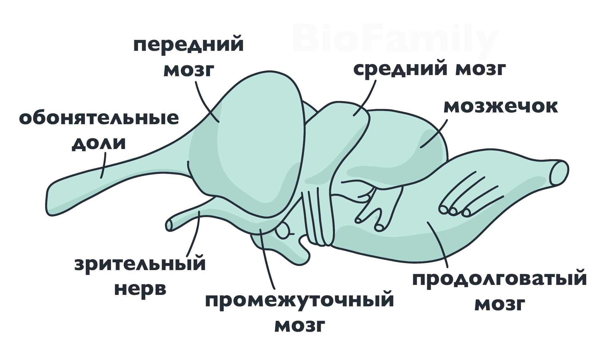 ХОРДОВЫЕ: Пресмыкающиеся, изображение №2