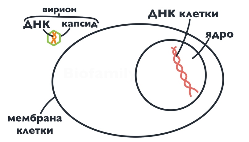 ВИРУСЫ, изображение №3