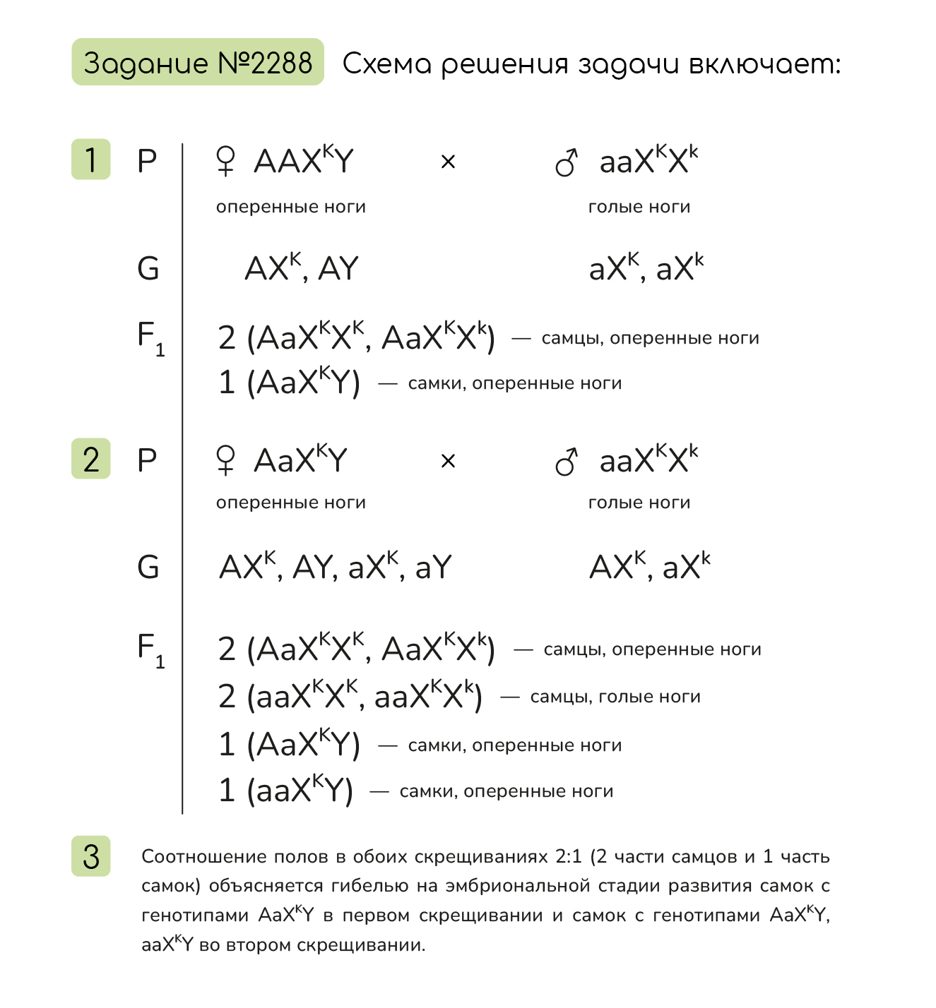 Задание №2288: У кур сцепленный с полом рецессивный ген k вызывает в  отсутствие доминантного гена К гибель цыплят до вылупления. Ген, отвечающий  за оперенность ног, локализован в аутосоме. При скрещивании кур с