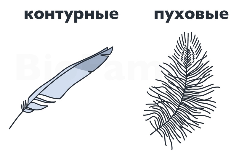 Движению птиц вперед способствуют перья. Перьевой Покров птиц. Значение перьевого Покрова у птиц. Перьевой Покров. Зеркало (перьевой Покров).