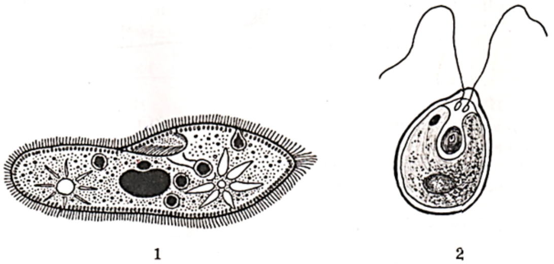 Задание №67492: Каким номером на рисунке обозначен организм, имеющий ...