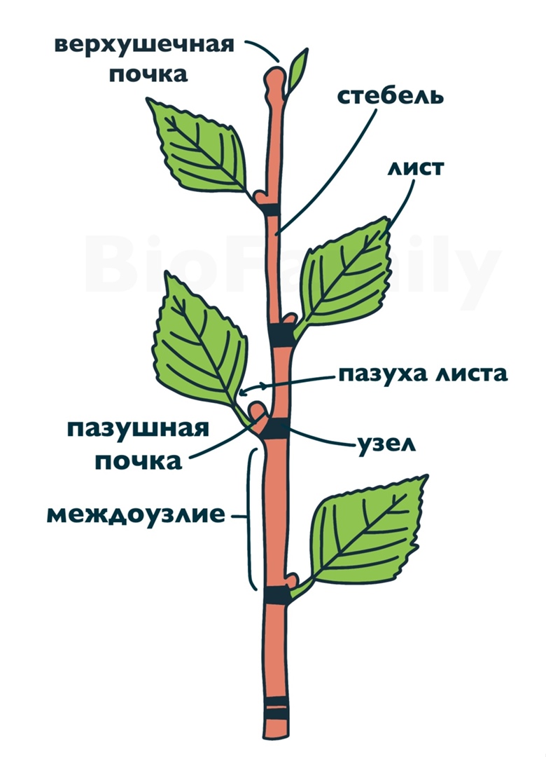 БОТАНИКА: Органы растений, изображение №4