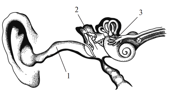 Задание №8946: Какой цифрой на рисунке обозначен отдел уха, включающий ...