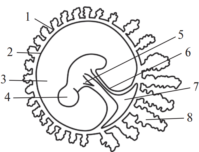 Зачаток 5 букв. Строение эмбриона Рохлов. Строение эмбриона млекопитающих. Строение зародыша хорион амнион. Хорион амнион аллантоис функции.
