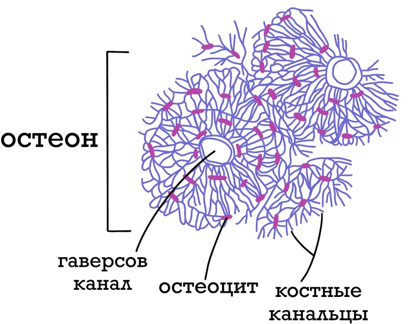 АНАТОМИЯ: Опорно-двигательный аппарат, изображение №2