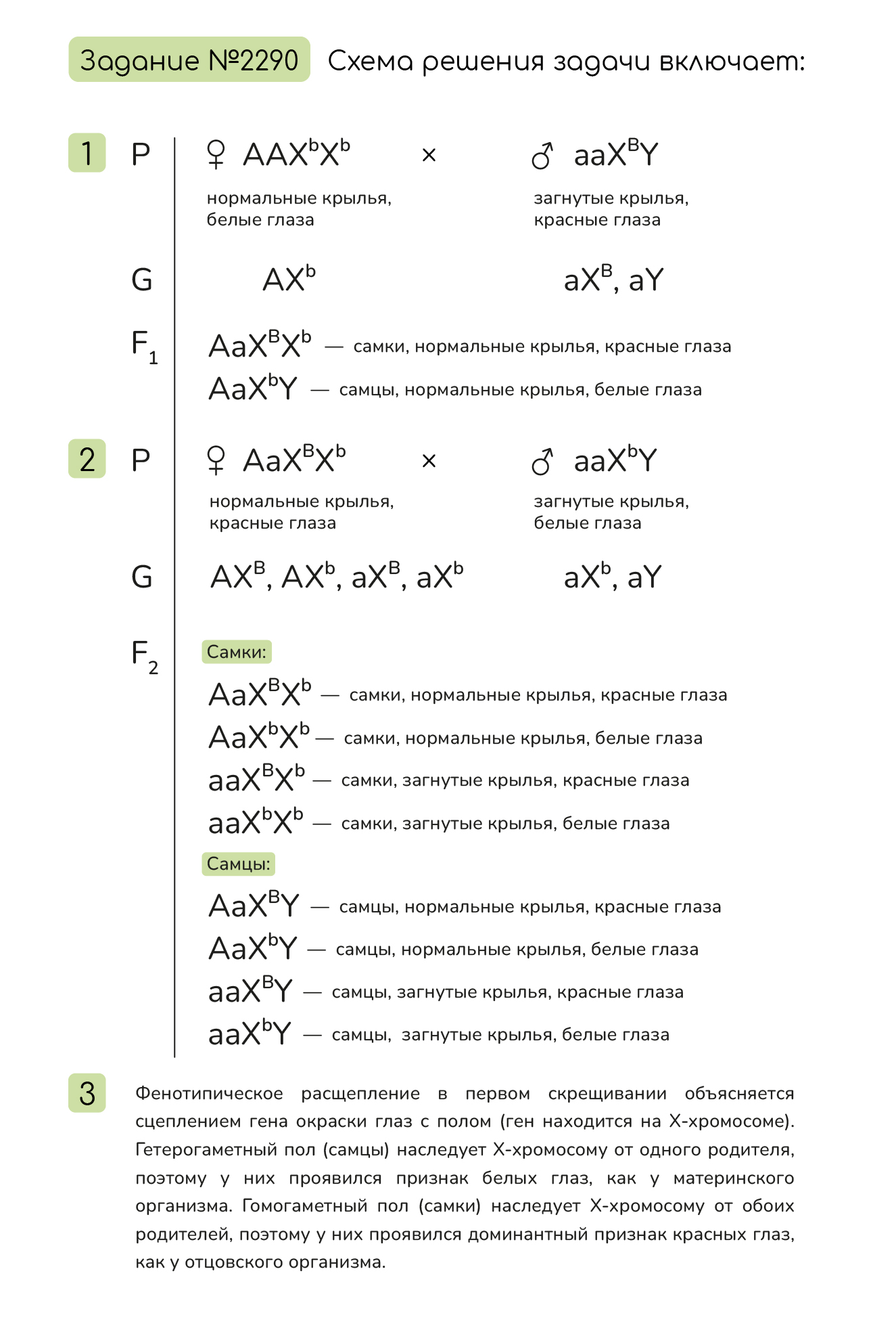 Задание №2290: У дрозофилы гетерогаметным полом является мужской пол ...